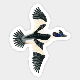 Bufflehead Duck Sticker